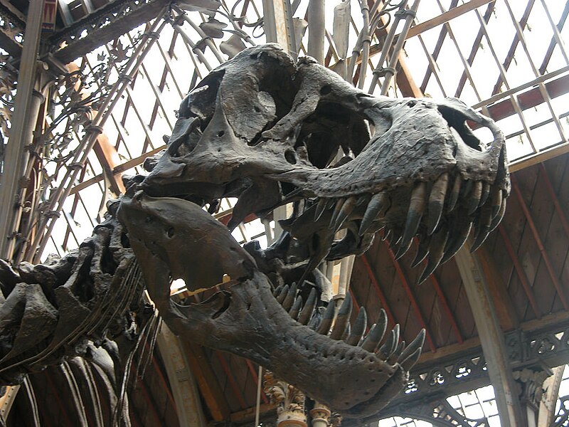 Fil:Pitt Rivers Museum skeleton head.jpg